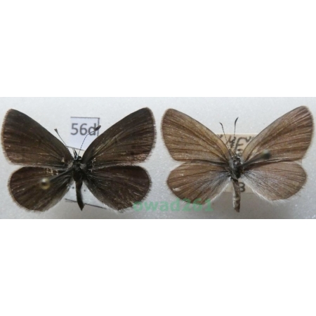 Cupido minimus (Fuessly, 1775) pair Czech56d